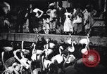 Image personnes regardent flamants dans un zoo l'Inde, 1953, de la seconde 31 séquences d'archives historiques vidéo 65675028600