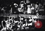 Image personnes regardent flamants dans un zoo l'Inde, 1953, de la seconde 32 séquences d'archives historiques vidéo 65675028600