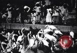 Image personnes regardent flamants dans un zoo l'Inde, 1953, de la seconde 38 séquences d'archives historiques vidéo 65675028600