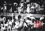 Image personnes regardent flamants dans un zoo l'Inde, 1953, de la seconde 39 séquences d'archives historiques vidéo 65675028600