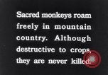 Image of Sacred wildlife encountered by Hindu pilgrims in journey India, 1939, second 5 stock footage video 65675028619