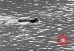 Image of Sacred wildlife encountered by Hindu pilgrims in journey India, 1939, second 14 stock footage video 65675028619