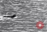 Image of Sacred wildlife encountered by Hindu pilgrims in journey India, 1939, second 16 stock footage video 65675028619
