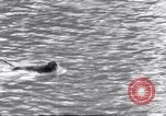 Image of Sacred wildlife encountered by Hindu pilgrims in journey India, 1939, second 17 stock footage video 65675028619