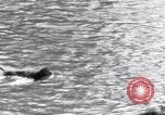 Image of Sacred wildlife encountered by Hindu pilgrims in journey India, 1939, second 18 stock footage video 65675028619