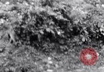 Image of Sacred wildlife encountered by Hindu pilgrims in journey India, 1939, second 23 stock footage video 65675028619