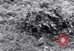 Image of Sacred wildlife encountered by Hindu pilgrims in journey India, 1939, second 24 stock footage video 65675028619