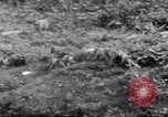 Image of Sacred wildlife encountered by Hindu pilgrims in journey India, 1939, second 25 stock footage video 65675028619