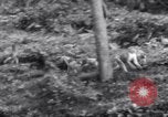 Image of Sacred wildlife encountered by Hindu pilgrims in journey India, 1939, second 26 stock footage video 65675028619