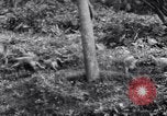 Image of Sacred wildlife encountered by Hindu pilgrims in journey India, 1939, second 27 stock footage video 65675028619