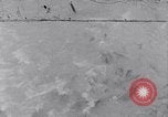 Image of Sacred wildlife encountered by Hindu pilgrims in journey India, 1939, second 45 stock footage video 65675028619