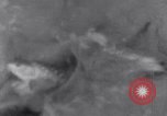 Image of Sacred wildlife encountered by Hindu pilgrims in journey India, 1939, second 51 stock footage video 65675028619