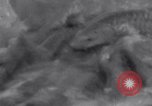 Image of Sacred wildlife encountered by Hindu pilgrims in journey India, 1939, second 52 stock footage video 65675028619