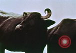 Image of Indian civilians India, 1965, second 10 stock footage video 65675028636