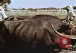 Image of Indian civilians India, 1965, second 31 stock footage video 65675028636