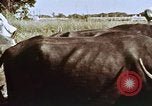 Image of Indian civilians India, 1965, second 32 stock footage video 65675028636