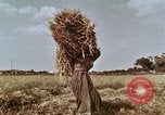Image des agriculteurs indiens l'Inde, 1965, de la seconde 11 séquences d'archives historiques vidéo 65675028637
