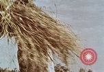 Image des agriculteurs indiens l'Inde, 1965, de la seconde 22 séquences d'archives historiques vidéo 65675028637
