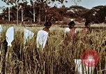 Image des agriculteurs indiens l'Inde, 1965, de la seconde 29 séquences d'archives historiques vidéo 65675028637