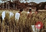 Image des agriculteurs indiens l'Inde, 1965, de la seconde 30 séquences d'archives historiques vidéo 65675028637