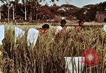 Image des agriculteurs indiens l'Inde, 1965, de la seconde 31 séquences d'archives historiques vidéo 65675028637
