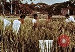 Image des agriculteurs indiens l'Inde, 1965, de la seconde 32 séquences d'archives historiques vidéo 65675028637