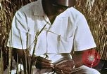 Image des agriculteurs indiens l'Inde, 1965, de la seconde 38 séquences d'archives historiques vidéo 65675028637