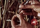 Image des agriculteurs indiens l'Inde, 1965, de la seconde 44 séquences d'archives historiques vidéo 65675028637