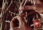 Image des agriculteurs indiens l'Inde, 1965, de la seconde 49 séquences d'archives historiques vidéo 65675028637