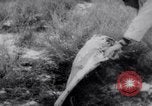 Image of Mike Todd New Mexico United States USA, 1958, second 61 stock footage video 65675028656