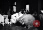 Image of poodles in National Competition Canada, 1958, second 4 stock footage video 65675028658