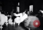Image of poodles in National Competition Canada, 1958, second 5 stock footage video 65675028658
