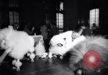 Image of poodles in National Competition Canada, 1958, second 7 stock footage video 65675028658