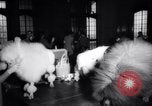 Image of poodles in National Competition Canada, 1958, second 8 stock footage video 65675028658