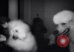Image of poodles in National Competition Canada, 1958, second 9 stock footage video 65675028658