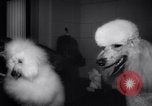 Image of poodles in National Competition Canada, 1958, second 10 stock footage video 65675028658