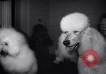 Image of poodles in National Competition Canada, 1958, second 11 stock footage video 65675028658