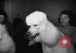 Image of poodles in National Competition Canada, 1958, second 12 stock footage video 65675028658