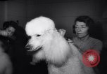 Image of poodles in National Competition Canada, 1958, second 13 stock footage video 65675028658