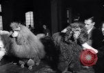 Image of poodles in National Competition Canada, 1958, second 14 stock footage video 65675028658