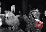 Image of poodles in National Competition Canada, 1958, second 15 stock footage video 65675028658