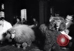 Image of poodles in National Competition Canada, 1958, second 16 stock footage video 65675028658