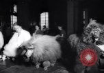 Image of poodles in National Competition Canada, 1958, second 17 stock footage video 65675028658