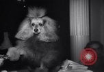 Image of poodles in National Competition Canada, 1958, second 18 stock footage video 65675028658