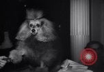 Image of poodles in National Competition Canada, 1958, second 19 stock footage video 65675028658