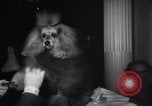 Image of poodles in National Competition Canada, 1958, second 20 stock footage video 65675028658