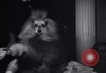 Image of poodles in National Competition Canada, 1958, second 21 stock footage video 65675028658