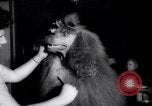 Image of poodles in National Competition Canada, 1958, second 22 stock footage video 65675028658