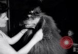 Image of poodles in National Competition Canada, 1958, second 23 stock footage video 65675028658