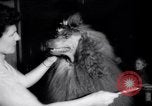 Image of poodles in National Competition Canada, 1958, second 24 stock footage video 65675028658
